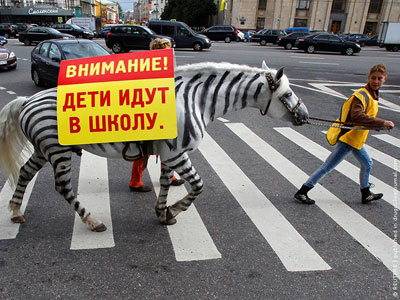 Зоозащитники осудили сотрудников ГИБДД Москвы, перекрасивших лошадей в зебр